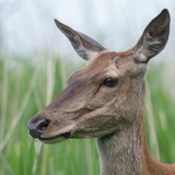 Oostvaardersplassen